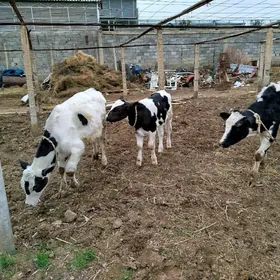 galisteyin gole arassa gan