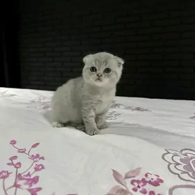 продам веслоухого котёнка