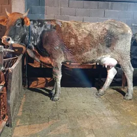 arginal śwes göleli sygyr