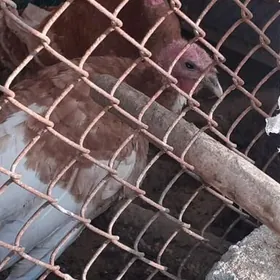 induk indyuk induklar.