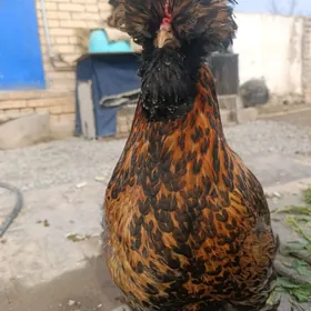 товук тройка