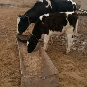 Arassa Golsteyin tohumlyk