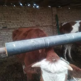 пародный сыгырлар