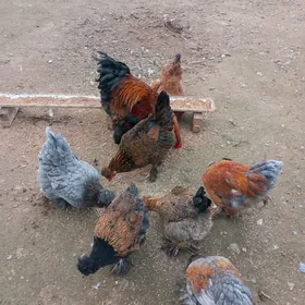 telpekli towuk ýumurtga