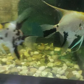 Аквариум рыбки