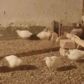 бедене техас