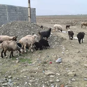 guzly goyun owlakly geci