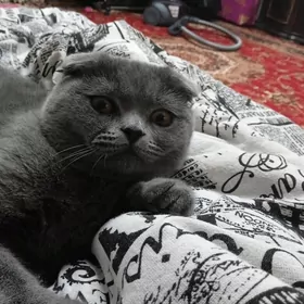 Kot Shotlandskiy veslauhi