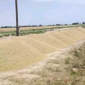 Arpa Mekge Soya kepek iym