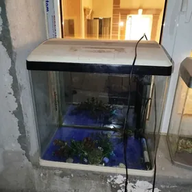 akwarium 75 litrlik