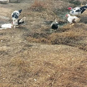 Ýaşyl baş doly maglumat üçin a