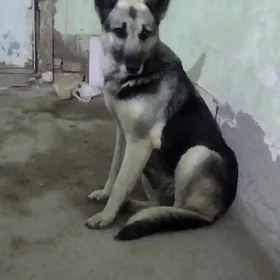 Awçerka_Avçy_gujuk