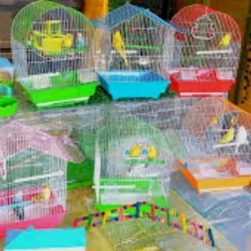 popugay komplekt gus