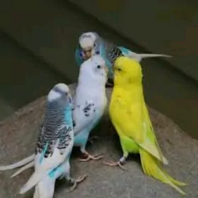 popugay sowgatlyk guslar