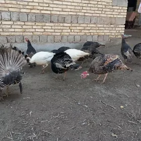 матка индуклар