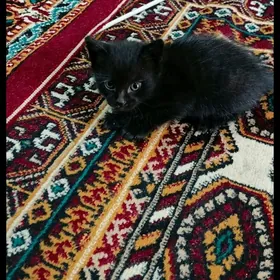 катята в добрые руки