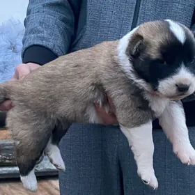 Turkmen alabay ıt gujık