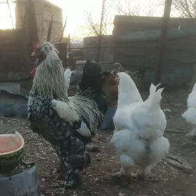 Broýler troýko jüjeler