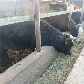 окузлер гачарлар