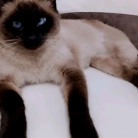 сиамская кошка