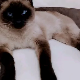 сиамская кошка