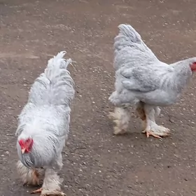 brama lawanda horazlar 2-sany