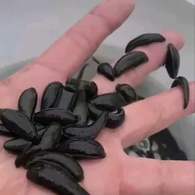 Sülük Пиявка