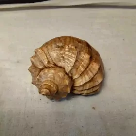 ракушка для аквариума