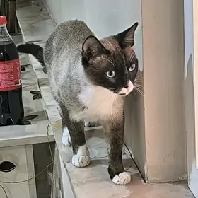 Американская снов шов