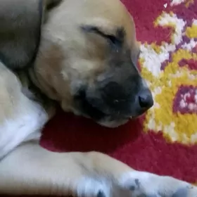 Щенок девочка