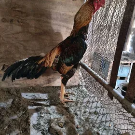 хораз ве товук