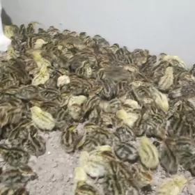 Bedene jüje fenikis Faron