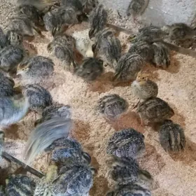 Bedene jüje Fenikis