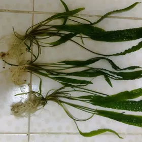 Аквариумные растения