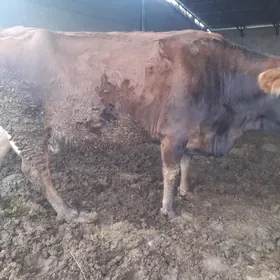 simental bogaz sygyr