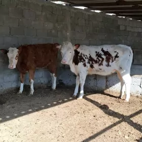 Çornypiÿos simental