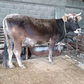 arginal śwes agyr bogoz sygyrl