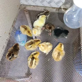 Juje armiyan sakkaly