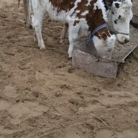 Arassa Golsteyin t🧿humlyk