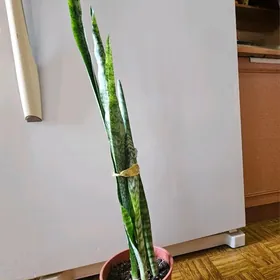 сансеверия