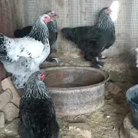 brama troyka yumurtgalar