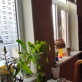 HITROWKA 4KOM.ХИТРОВКА 4КОМ