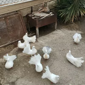 голуби павлины