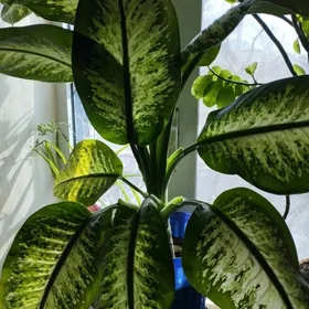 цветок агланема