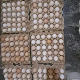 Lagman sendi Braun yumurtga