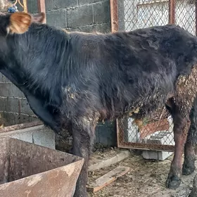 швед тохум окуз