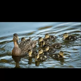 yasylbas ordek juyje