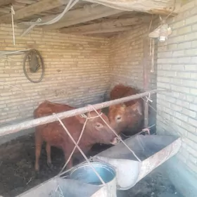 самиз унажын бирам самиз инак