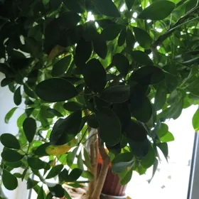 Шеффлера древовидная