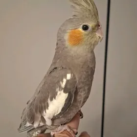 попугай корелла ручная